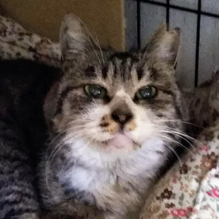 おばあちゃん猫でも幸せになりたい！ほっぺちゃん