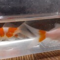 金魚の譲渡です