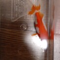 金魚の譲渡です