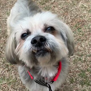 バッハ君6.6キロ