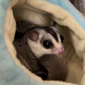 フクロモモンガ(2匹)の里親募集