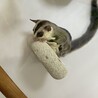 フクロモモンガ(2匹)の里親募集 サムネイル2