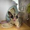 フクロモモンガ(2匹)の里親募集 サムネイル3