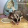 フクロモモンガ(2匹)の里親募集 サムネイル4