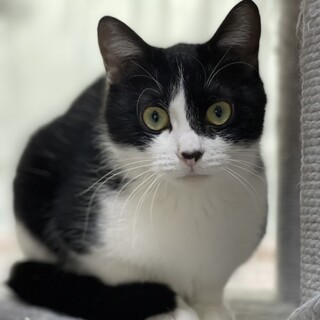 お鼻チョン❤︎ハチワレのシロクロ♀