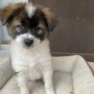 里親募集！ロットくん