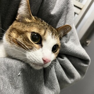 飼主持込 028 白キジ猫