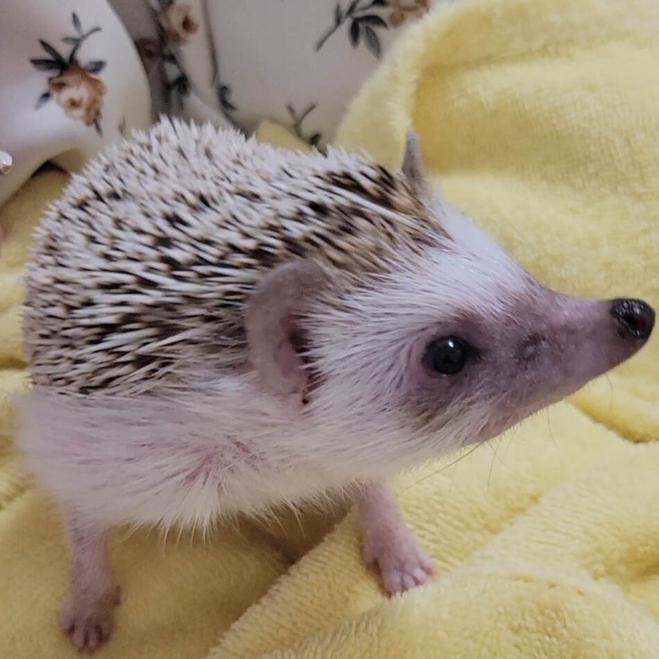 きなこちゃんのカバー写真