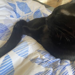 マンチカンミックス