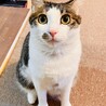 いまいずみ 