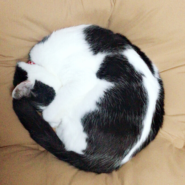 いまいずみ のカバー写真