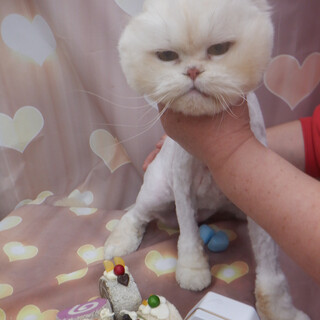 劣悪繫殖場レスキューの子です。