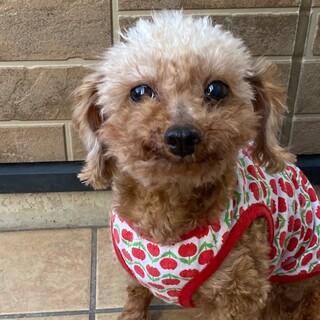 穏やかで控えめ甘えん坊さんです。