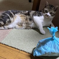 かつお