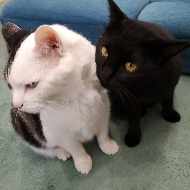 アルにゃんのカバー写真