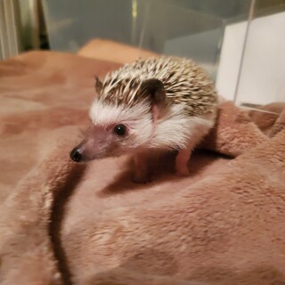 ハリネズミ里親募集