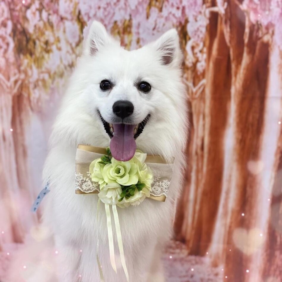 pnpのカバー写真