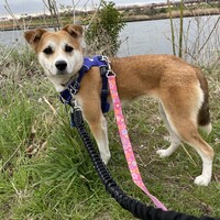 中村もも
