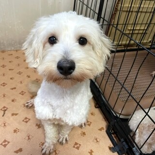 人懐こく控えめに甘えてくる女の子、ルンルンちゃん♪