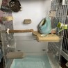 フクロモモンガ(2匹)の里親募集 サムネイル6