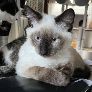 シャム系★たぬ♂