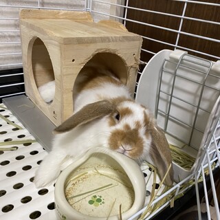 ホーランドロップイヤーの里親募集