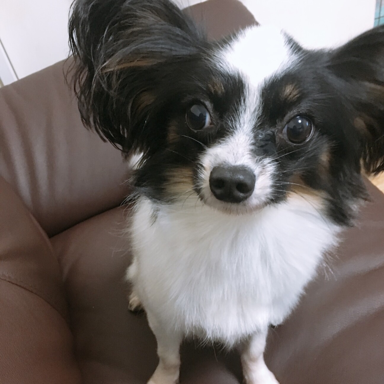 パピヨン ﾄﾗｲｶﾗｰ 兵庫県 犬の里親募集 ペットのおうち 月間利用者150万人