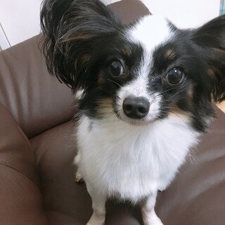 パピヨン　ﾄﾗｲｶﾗｰ 人懐こい女の子