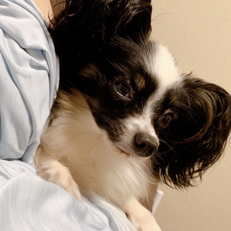 パピヨン ﾄﾗｲｶﾗｰ 」兵庫県 - 犬の里親募集(407370) 4枚目の画像