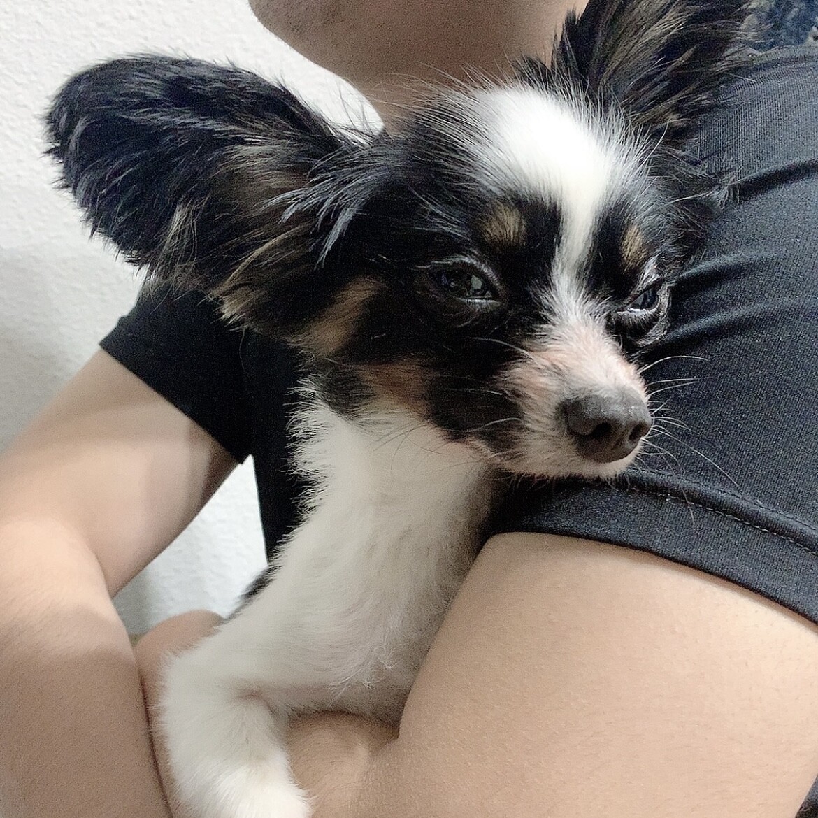 パピヨン ﾄﾗｲｶﾗｰ 」兵庫県 - 犬の里親募集(407370) 5枚目の画像