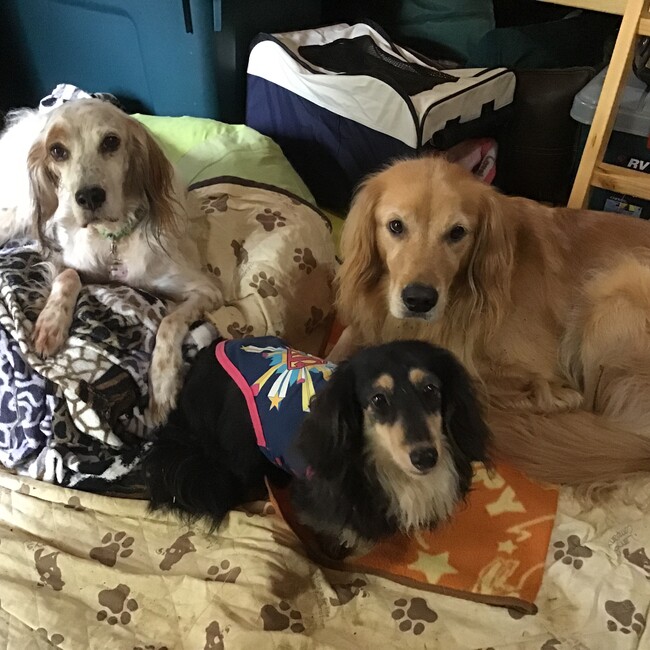 ハナアンのカバー写真