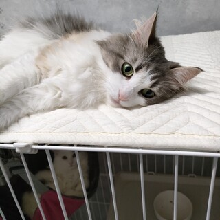 麗しきノルウェーのビオラ