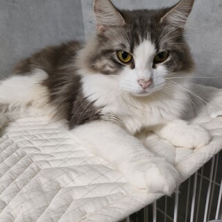 美形ノルウェーゆめちゃん