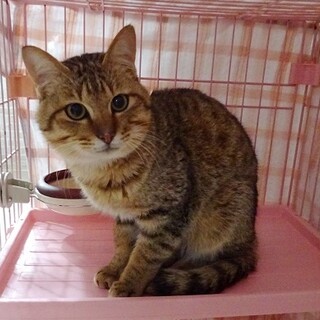 猫の飼育初めての方にもお薦め！ゴロスリ君