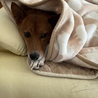 はな