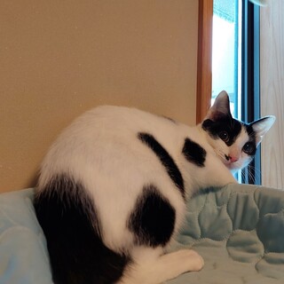 淡路島の猫（ディータ君）