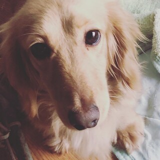 トライアル決定につき一時停止。元気なわかめちゃん