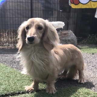 トライアル決定の為一時停止。少し怖がりなアムルくん