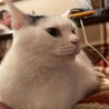 の写真