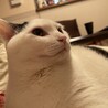 の写真