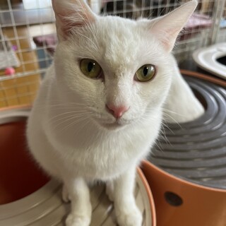  ありがとうございました★白猫キキちゃん