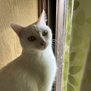 ありがとうございました★白猫　ララちゃん