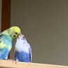 の写真