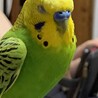 の写真