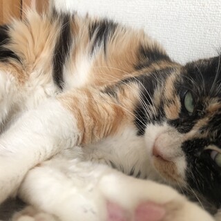 ありがとうございました★三毛猫マティーニちゃん