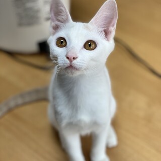 ストーカーなナッツ