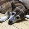 メンゴ
