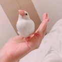 白文鳥 1歳