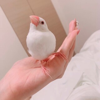 白文鳥 1歳