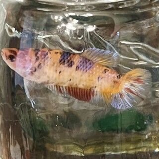 ジャイアントベタ、メス